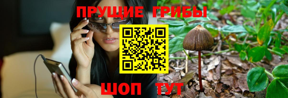 Псилоцибиновые грибы Cubensis Химки